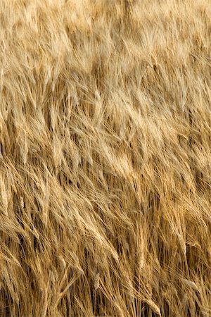 Field of wheat plants growing in Tuscany, Italy. Stock Photo - Budget Royalty-Free & Subscription, Code: 400-04449438