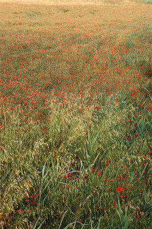 simsearch:400-03923721,k - Field of poppies growing in Tuscany, Italy. Stock Photo - Budget Royalty-Free & Subscription, Code: 400-04449447