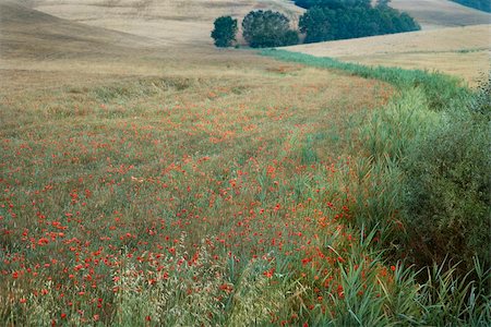 simsearch:400-03923721,k - Field of poppies growing in countryside in Tuscany, Italy. Stock Photo - Budget Royalty-Free & Subscription, Code: 400-04449448