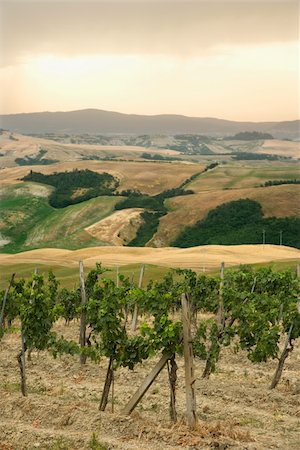 simsearch:400-03923721,k - Tuscan vineyard with rolling hills in distance. Foto de stock - Super Valor sin royalties y Suscripción, Código: 400-04449456