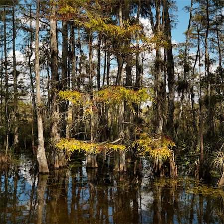 Cypress trees in wetland of Everglades National Park, Florida, USA. Photographie de stock - Aubaine LD & Abonnement, Code: 400-04449739