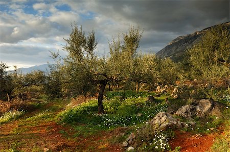 Image shows an olive tree filed in Messinia, southern Greece, after a rain storm Stock Photo - Budget Royalty-Free & Subscription, Code: 400-04449928