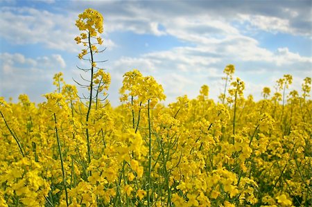 simsearch:400-04983141,k - Canola background. It is a perfect background for your design Stock Photo - Budget Royalty-Free & Subscription, Code: 400-04440379