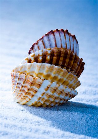 Shell - The hard, rigid outer calcium carbonate animals cover is called a shell. Stock Photo - Budget Royalty-Free & Subscription, Code: 400-04440501