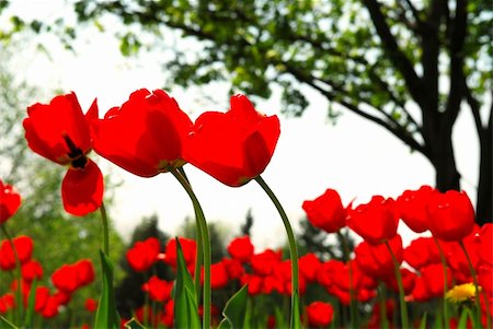 simsearch:400-08400581,k - Red tulips flowers blooming in a spring field, tree in the background Photographie de stock - Aubaine LD & Abonnement, Code: 400-04440561