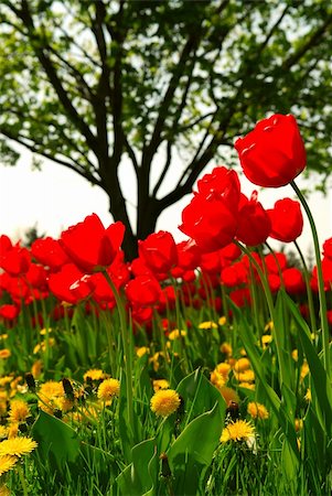 simsearch:400-08400581,k - Red tulips and yellow dandelions flowers blooming in a spring field Photographie de stock - Aubaine LD & Abonnement, Code: 400-04440562