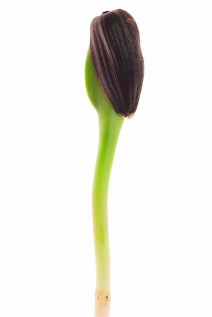 simsearch:400-06741123,k - Sunflower sprout close-up isolated on white background Stock Photo - Budget Royalty-Free & Subscription, Code: 400-04440591