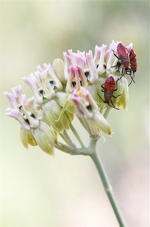 simsearch:400-09225556,k - Red beatles crawling on flowers. Great macro shot and lots of detail on the bugs. Photographie de stock - Aubaine LD & Abonnement, Code: 400-04440806