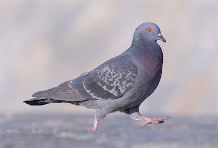 simsearch:400-03987330,k - grey pigeon walking on pavement with blurry background Stockbilder - Microstock & Abonnement, Bildnummer: 400-04441154