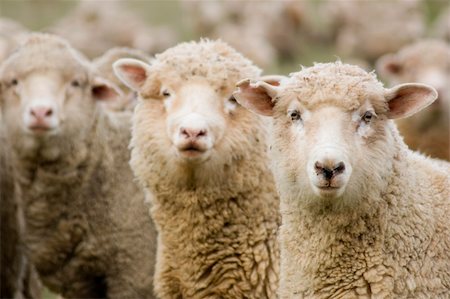 simsearch:614-06625263,k - Three sheep within a mob turn to check out the photographer. Stock Photo - Budget Royalty-Free & Subscription, Code: 400-04441377