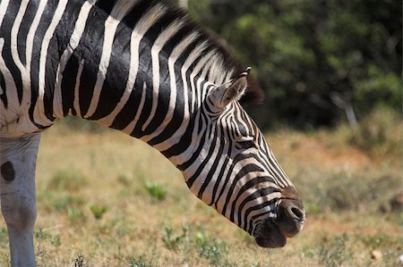 simsearch:400-04348140,k - Zebra in the African bush Foto de stock - Royalty-Free Super Valor e Assinatura, Número: 400-04441754