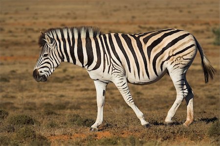 simsearch:400-04348140,k - Zebra in the African bush Foto de stock - Royalty-Free Super Valor e Assinatura, Número: 400-04441759