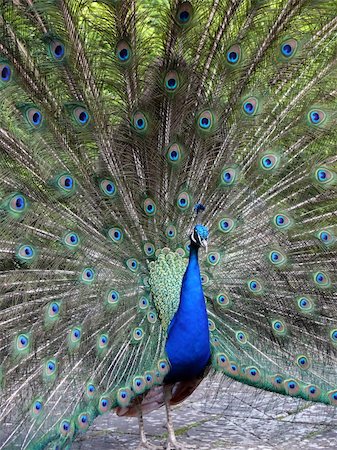 portrait of beautiful peacock Fotografie stock - Microstock e Abbonamento, Codice: 400-04441775