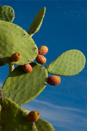 figue de barbarie - Multiple prickly pear Cactus plants in Murcia, Spain Photographie de stock - Aubaine LD & Abonnement, Code: 400-04442029