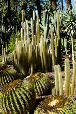 simsearch:400-04030678,k - Multiple prickly Cactus plants in Murcia, Spain Stock Photo - Budget Royalty-Free & Subscription, Code: 400-04442020