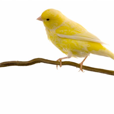 yellow canary on its perch in front of a white background Photographie de stock - Aubaine LD & Abonnement, Code: 400-04442213