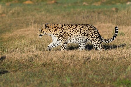 simsearch:400-04479927,k - Leopard in the African bush Photographie de stock - Aubaine LD & Abonnement, Code: 400-04442284