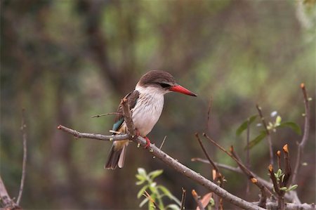 Striped Kingfisher scanning the river below for fish Photographie de stock - Aubaine LD & Abonnement, Code: 400-04442299