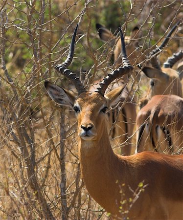 Adult Impala Male Stock Photo - Budget Royalty-Free & Subscription, Code: 400-04442290
