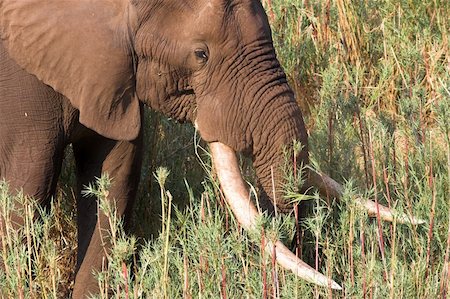 simsearch:400-04450374,k - Elephant in the Afrcan bush Foto de stock - Royalty-Free Super Valor e Assinatura, Número: 400-04442291