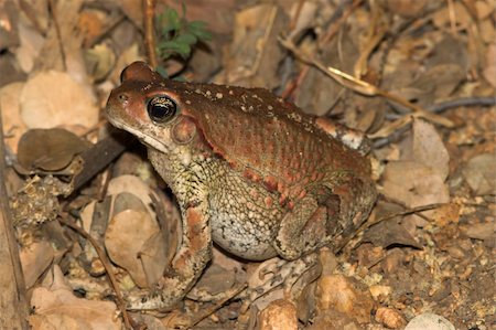 simsearch:400-06077507,k - Brown frog camoflaged among the brown leaves. Stockbilder - Microstock & Abonnement, Bildnummer: 400-04442300