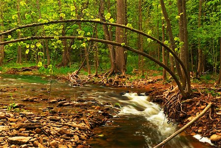 simsearch:400-04452321,k - Beautiful landscape of a river flowing over rocks in green forest Fotografie stock - Microstock e Abbonamento, Codice: 400-04442348