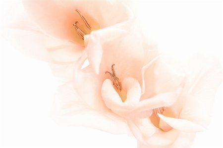 flowers background shot highkey, isolated on white. low-contrast peach colored gadiola Foto de stock - Royalty-Free Super Valor e Assinatura, Número: 400-04442371