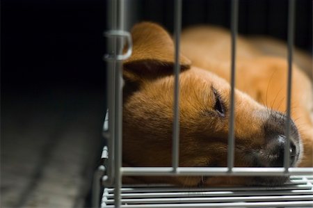 A young brown puppy lockup in cage sleeping. Stock Photo - Budget Royalty-Free & Subscription, Code: 400-04442978