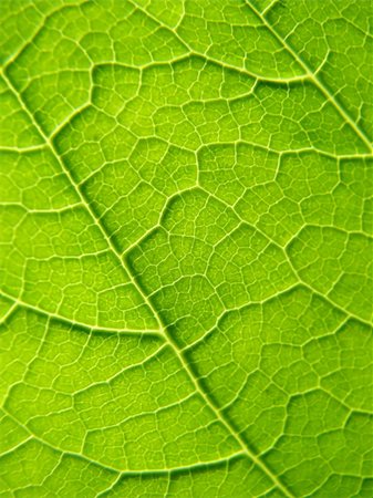 simsearch:400-06409108,k - texture of a green leaf in the sunlight Foto de stock - Royalty-Free Super Valor e Assinatura, Número: 400-04443016