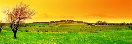 Panoramic Image of a Tree and a Vineyard at Sunset Stock Photo - Budget Royalty-Free & Subscription, Code: 400-04443531