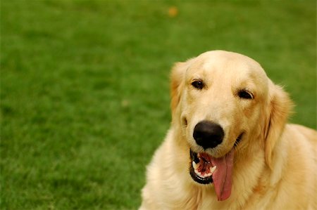 A happy golden retriever sitting on the grass at the park Stock Photo - Budget Royalty-Free & Subscription, Code: 400-04443684