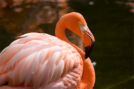 simsearch:400-05888279,k - Close up of a flamingo Stockbilder - Microstock & Abonnement, Bildnummer: 400-04443762