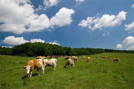 simsearch:400-06142582,k - cows on green summer meadow and beautiful blue sky Stock Photo - Budget Royalty-Free & Subscription, Code: 400-04443994