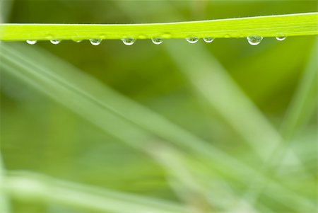 simsearch:633-01274741,k - grass with hanging droplets over green blurry background Photographie de stock - Aubaine LD & Abonnement, Code: 400-04454009