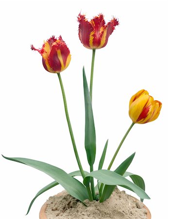 smelling tulip - Three tulips composition in flowerpot (isolated on white, with path) Stock Photo - Budget Royalty-Free & Subscription, Code: 400-04454192