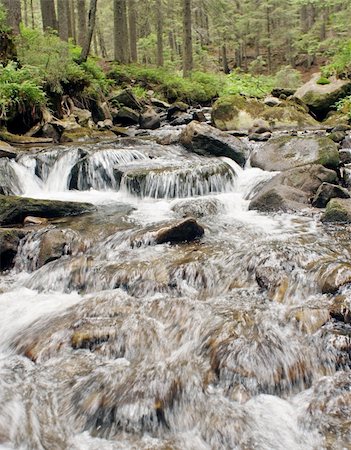 simsearch:400-04412215,k - Beautiful mountain water stream in fir forest Photographie de stock - Aubaine LD & Abonnement, Code: 400-04454271