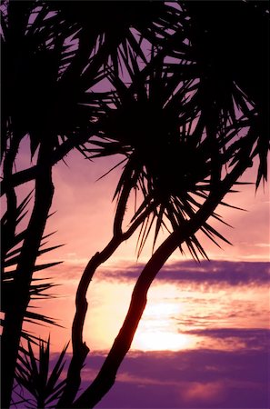 Image shows silhouettes of tropical trees against a spectacular sunset Stock Photo - Budget Royalty-Free & Subscription, Code: 400-04454353