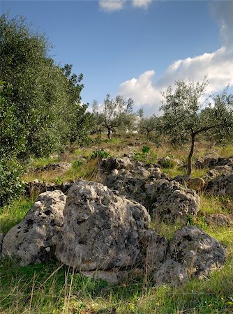 Image shows a typical Mediterranean rough countryside landscape with rocks, olive trees and wild grass Stock Photo - Budget Royalty-Free & Subscription, Code: 400-04454375