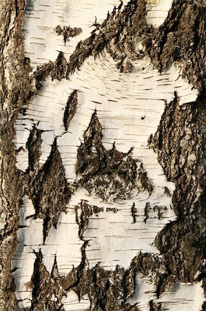 Close-up of aged birch bark Photographie de stock - Aubaine LD & Abonnement, Code: 400-04454398
