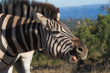 simsearch:400-04432206,k - Zebra showing his teeth Stock Photo - Budget Royalty-Free & Subscription, Code: 400-04454677