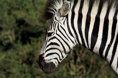 simsearch:400-04432206,k - Zebra head close up Stock Photo - Budget Royalty-Free & Subscription, Code: 400-04454679