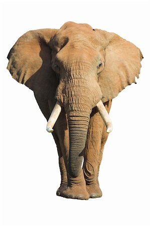 simsearch:400-05025714,k - Male African Elephant isolated on white background Foto de stock - Super Valor sin royalties y Suscripción, Código: 400-04454680