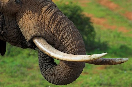 simsearch:400-05025714,k - Close up of an African Elephant's tusks and trunk, while its drinking Foto de stock - Super Valor sin royalties y Suscripción, Código: 400-04454727