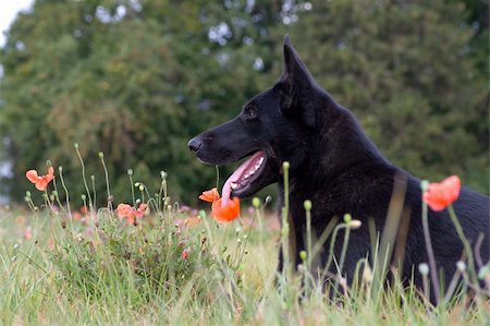 simsearch:400-04446495,k - black sheepdog Fotografie stock - Microstock e Abbonamento, Codice: 400-04454736