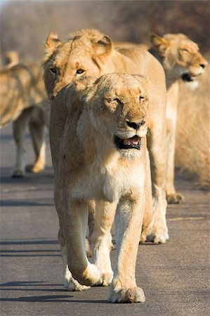 simsearch:400-04479927,k - Pack of lions walking down the road Photographie de stock - Aubaine LD & Abonnement, Code: 400-04454731