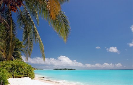 simsearch:400-03928487,k - tropical maldivian beach with turquoise water, coconut palms and coral sand Foto de stock - Royalty-Free Super Valor e Assinatura, Número: 400-04454774