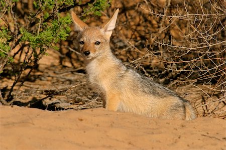 A young Black-backed Jackal (Canis mesomelas), Kalahari, South Africa Stock Photo - Budget Royalty-Free & Subscription, Code: 400-04455032
