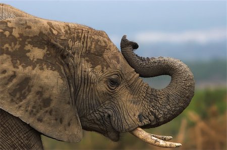 simsearch:400-04450374,k - Close up of an african elephant trumpeting Foto de stock - Royalty-Free Super Valor e Assinatura, Número: 400-04455063