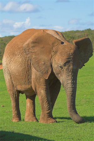 simsearch:400-04450374,k - Female Elephant Foto de stock - Royalty-Free Super Valor e Assinatura, Número: 400-04455081