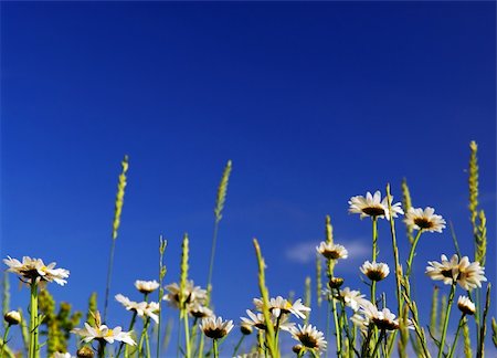 simsearch:400-04545260,k - Summer meadow background with blooming daisy flowers and bright blue sky Stock Photo - Budget Royalty-Free & Subscription, Code: 400-04455128